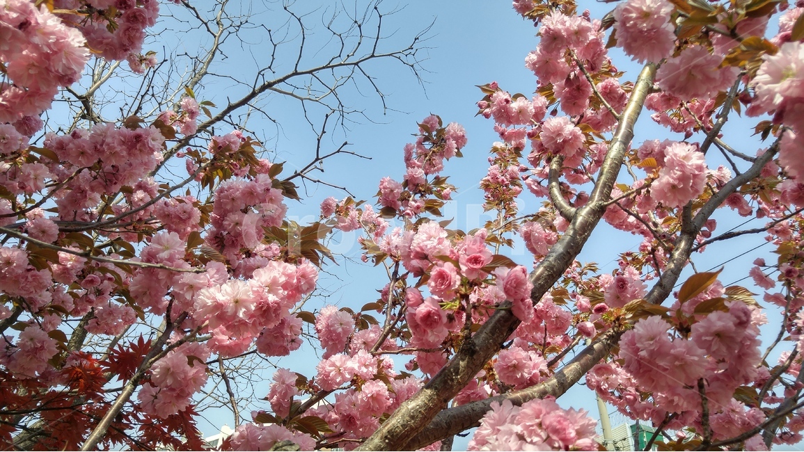 봄꽃,봄,자연,벛꽃,왕벛꽃,분홍빛,나뭇가지,하늘,꽃잎,봄,계절,spring,season,식물,자연,plants,nature,꽃,flower,plant,blossom