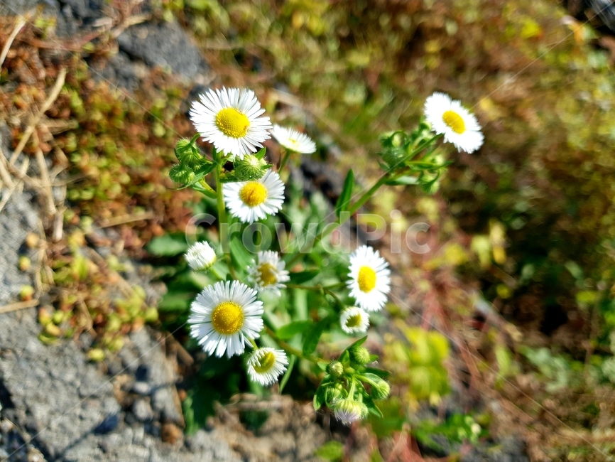 자연,들꽃,가을,꽃,식물,flower,plant,식물,자연,plants,nature,꽃,flower