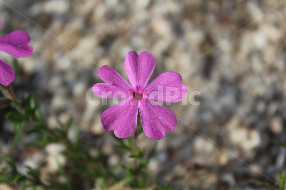 야생화,들꽃,들에핀꽃,야생에핀꽃,작은꽃,근접촬영,식물,자연,plants,nature,꽃,flower