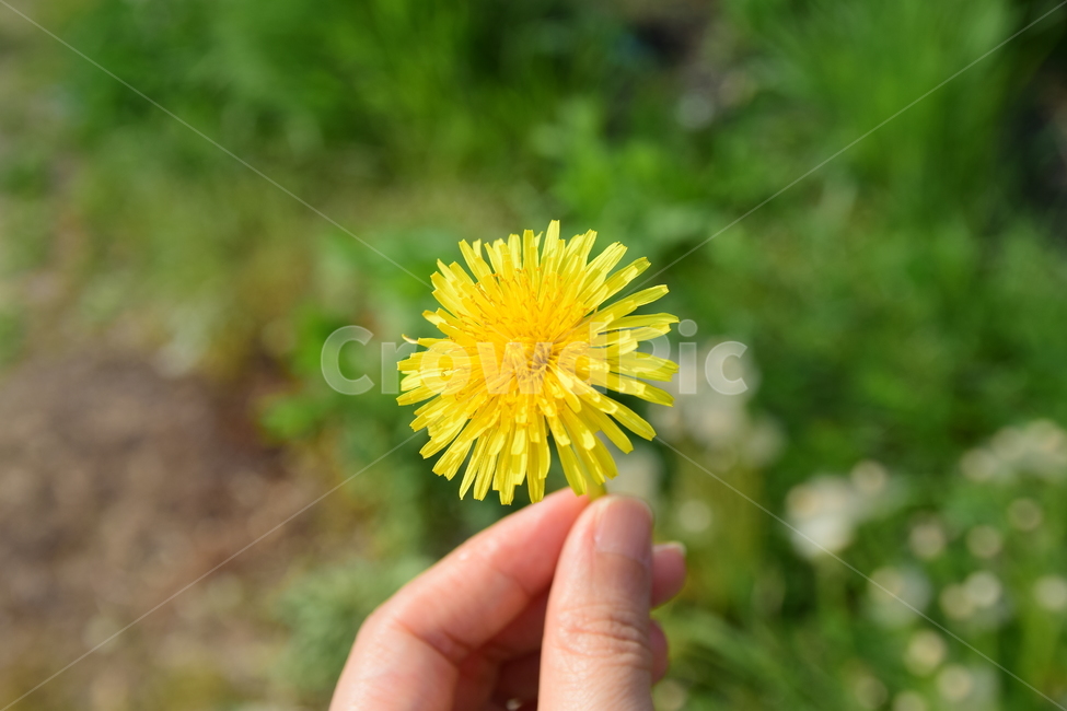 민들레,손,손가락,감성,꽃,들꽃,노란색,yellow,hand,색감,산책,사색,필링,feeling,자연,식물,nature,flower