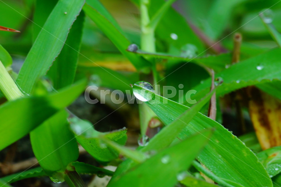 droplet,작은물방울,plant,식물,leaf,잎,식물,자연,plants,nature