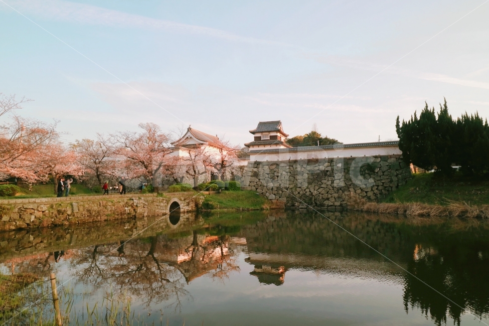 일본,후쿠오카,여행,혼자여행,후쿠오카성터,봄,벚꽃,봄,계절,spring,season,해외,외국,세계,foreign,oversea,world,랜드마크,landmark,tourist attraction,감성,sensible,feeling,castle,성,architecture,건축물,building,건물,moat,해자 외호,fort,요새