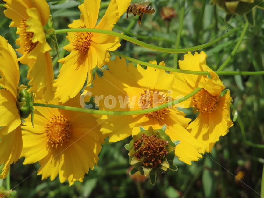 노란색,노란꽃,꿀벌,아름다움,식물,벌레,날벌레,공원,yellow,yellowflowers,honeybees,beauty,plants,bugs,flyingworms,parks