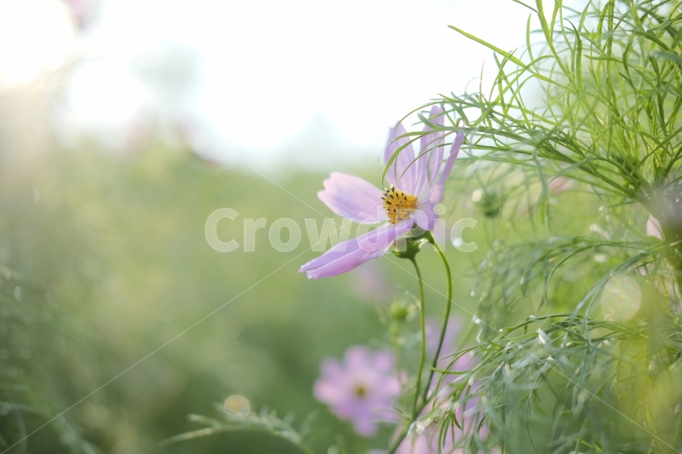 코스모스,역광,아침햇살,연분홍,가을,가을,계절,fall,autumn,season,식물,자연,plants,nature,꽃,flower,휴식,힐링,rest,relaxation,healing,plant