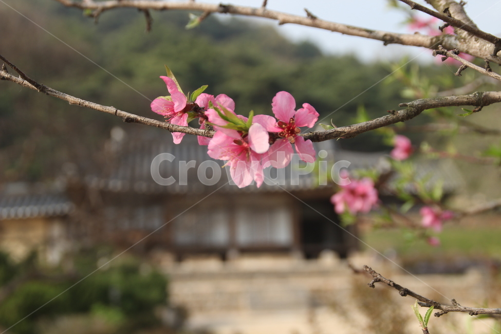 명재고택,고택,봄,목조건물,꽃,배경,논산,myeongjae,oldhouse,spring,woodenbuilding,flower,nonsan,background