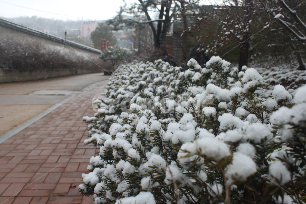 공원,나무,snow,tree,눈,겨울,계절,winter,season