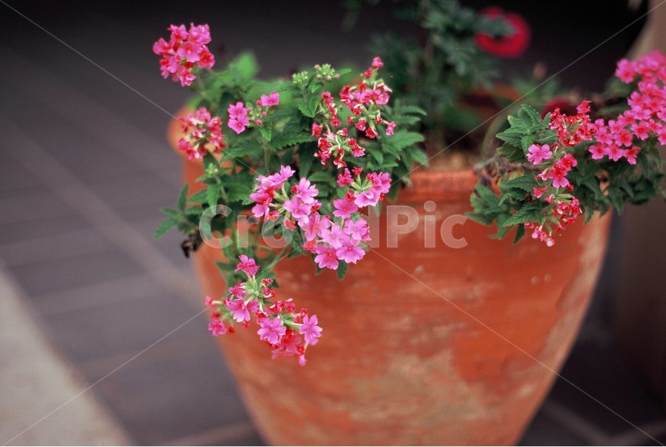 필름카메라,필름,꽃,핑크,화분,실내용화초,화분,화초,house plant