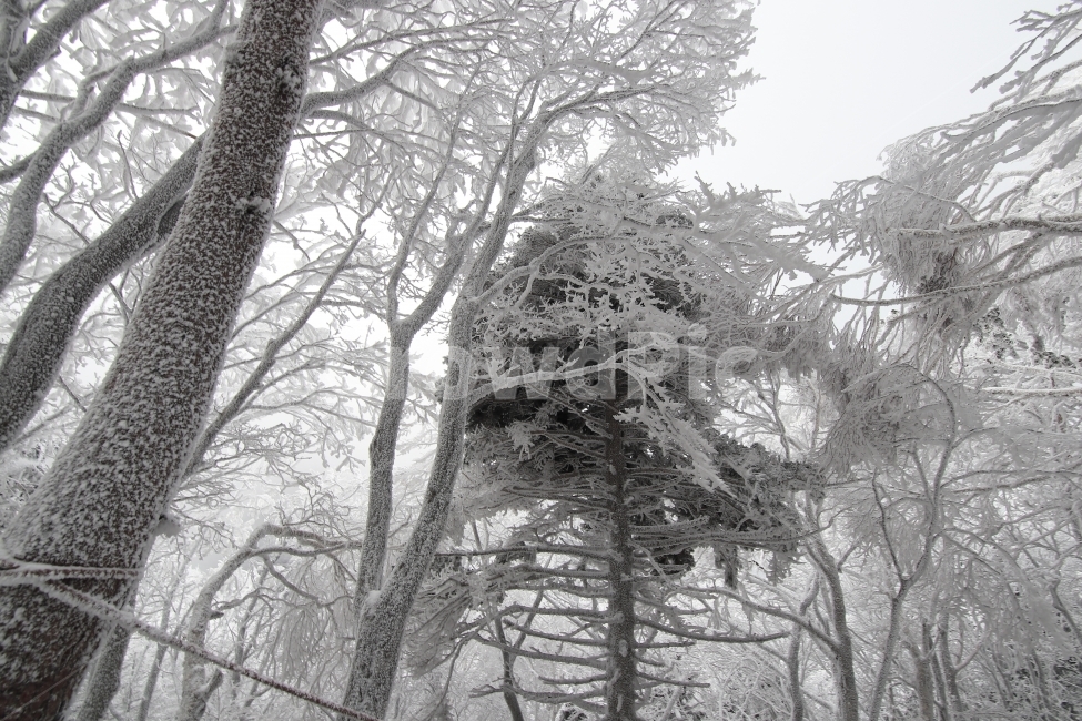 한라산,상고대,설산,겨울,겨울산행,눈꽃,진달래대피소,성판악,관음사,제주도,제주,백록담,겨울,계절,winter,season,식물,자연,plants,nature,나무,trees,wood
