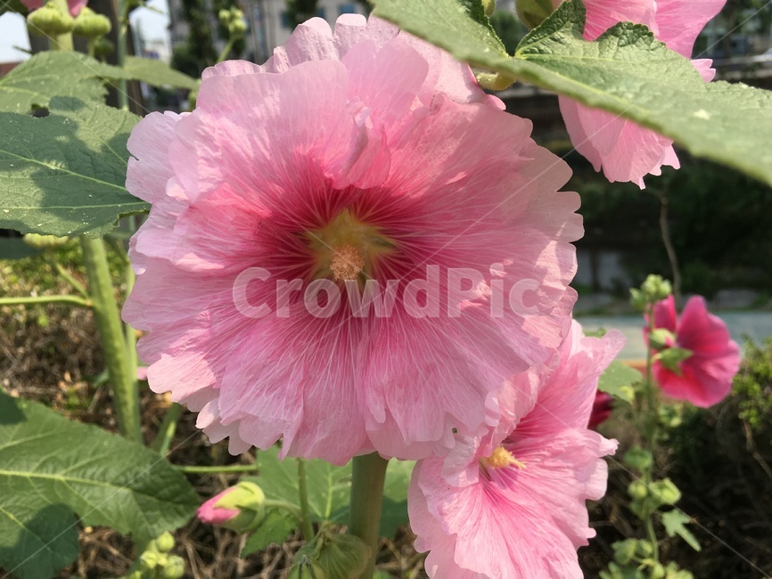 무궁화,여름꽃,여름무궁화,roseofsharon,mugunghwa,분홍꽃,식물,자연,plants,nature,꽃,flower