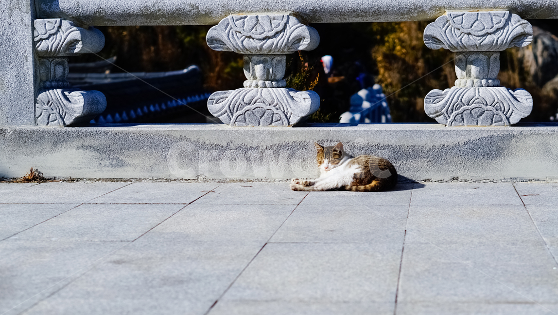 고양이,동물,절,사찰,잠,낮잠,동물,animal,포유류,mammal,고양이,cat,kitten,kitty