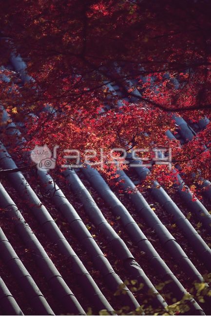 Gyeongju,Cultural Heritage,Building,Hanok,Traditional Architecture,Bulguksa,Eaves,Autumn,Autumn Foliage