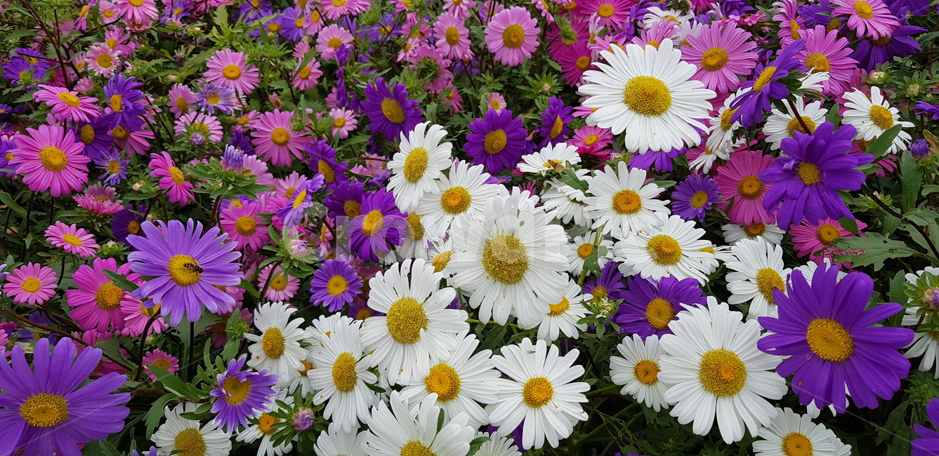 가을꽃,들국화,국화,꽃,꽃축제,식물,자연,plants,nature,꽃,flower