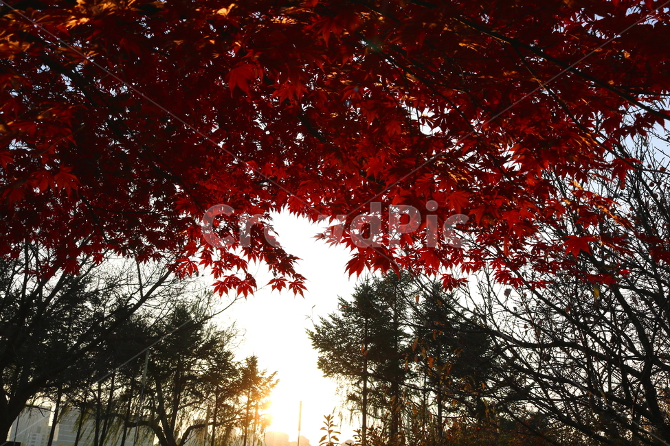 단풍,단풍나무,나무,식물,가을,자연,가을,계절,fall,autumn,season,자연,풍경,nature,landscape,leaf,잎,plant,tree,maple