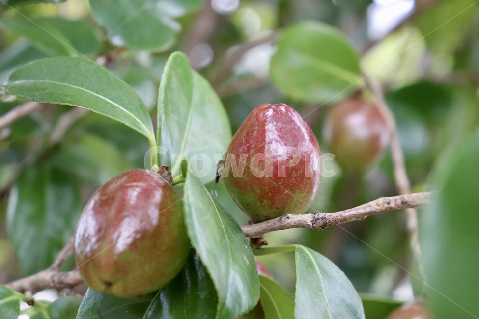 동백꽃,동백꽃열매,나무열매,꽃,동백,과일,열매,fruit