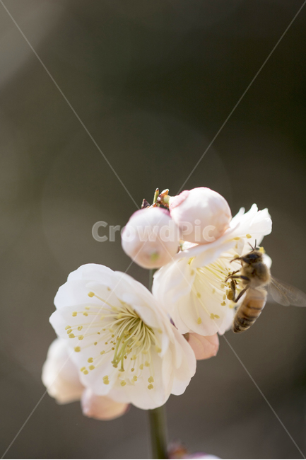 매화,매실,매화꽃,매화나무,축제,하늘,푸른하늘,맑은하늘,나뭇잎,잎,접사,근접사진,봄,배경,백그라운드,추희,봄,계절,spring,season,식물,자연,plants,nature,꽃,flower,honey bee,꿀벌,animal,동물,insect,곤충,bee,벌,invertebrate,무척추 동물