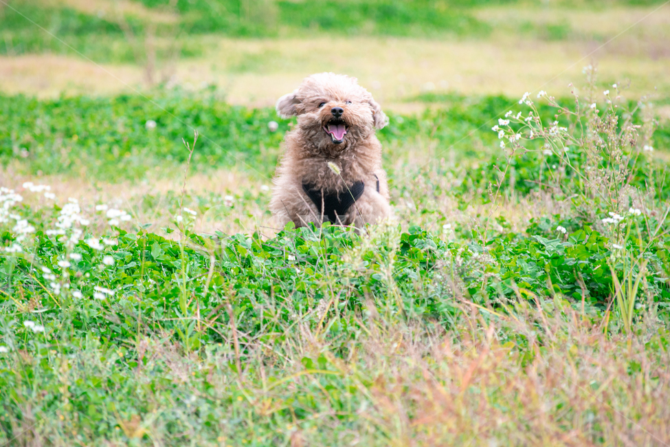 개,강아지,푸들,풀밭,뛰다,run,뛰는,자연,동물,animal,운동,다이어트,땀,동물,animal,포유류,mammal,개,강아지,dog,doggy