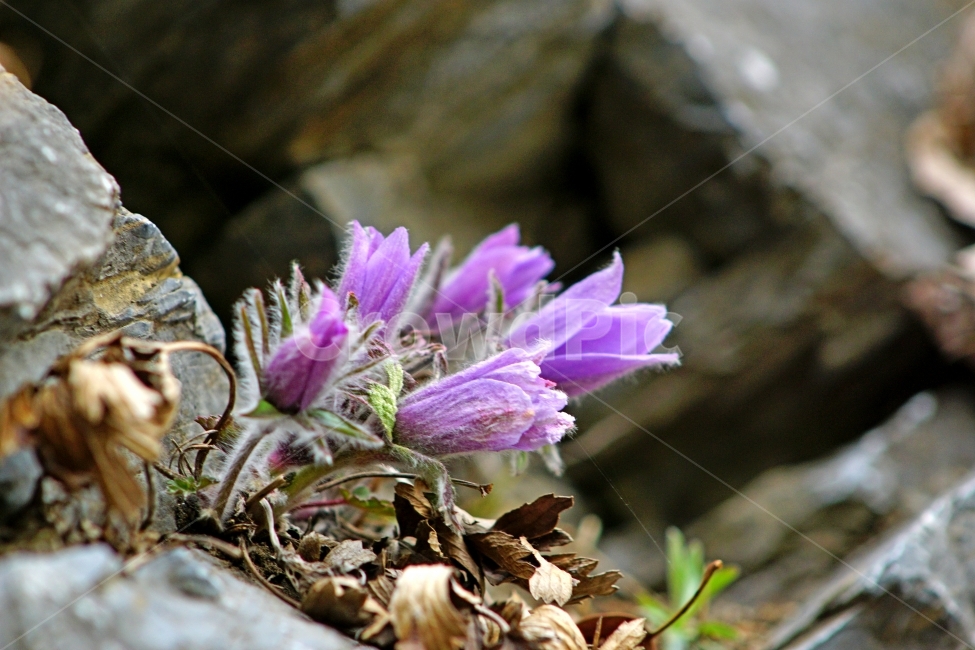 동강,할마꽃,꽃,봄,천연기념물,식물,자연,plants,nature