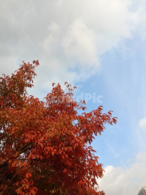 하늘,나무,단풍,구름,풍경,가을,계절,fall,autumn,season,식물,자연,plants,nature,나무,trees,wood,leaf,잎,plant,tree,maple