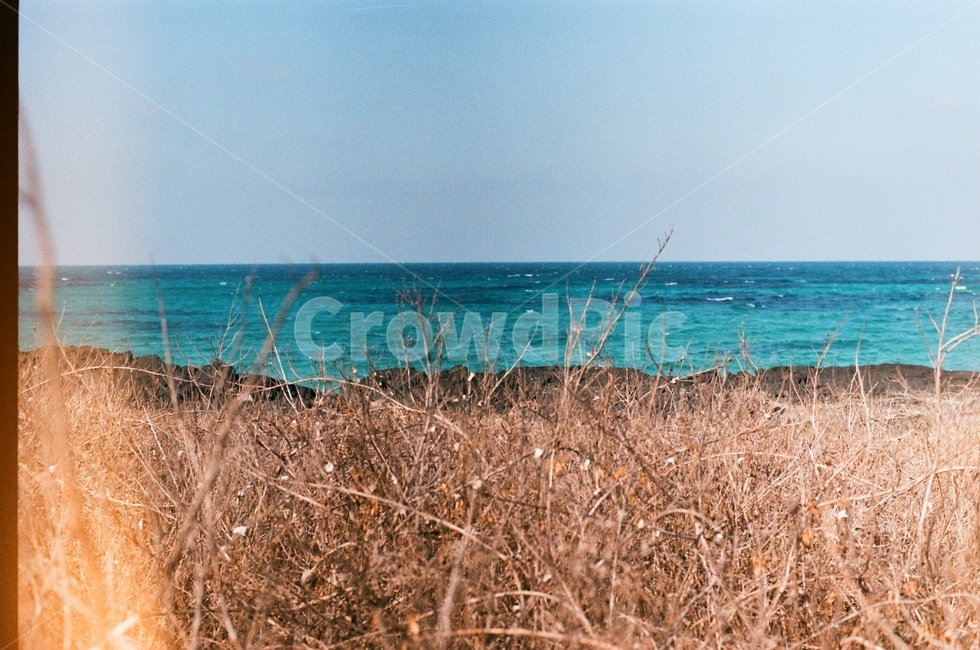 제주도,사려니숲길,jeju,나무,겨울,제주겨울,숲길,산책로,자연,풍경,nature,landscape,grass,잔디,plant,식물,shoreline,해안선,water,물,sea,바다,ocean,대양,outdoors,옥외