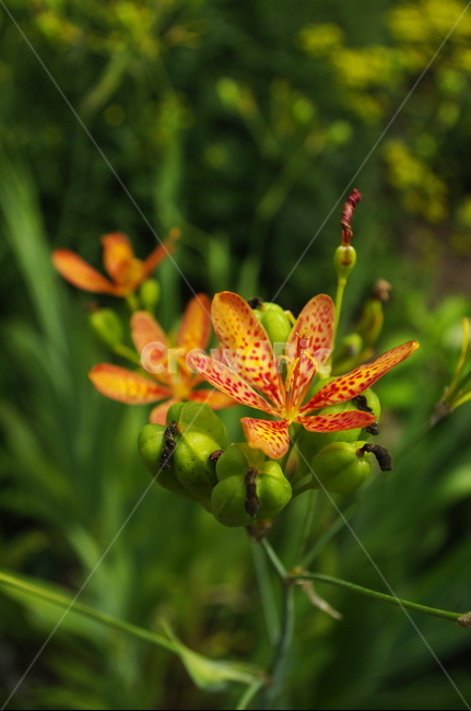 범부채,꽃,flower,식물,plant,자연,nature