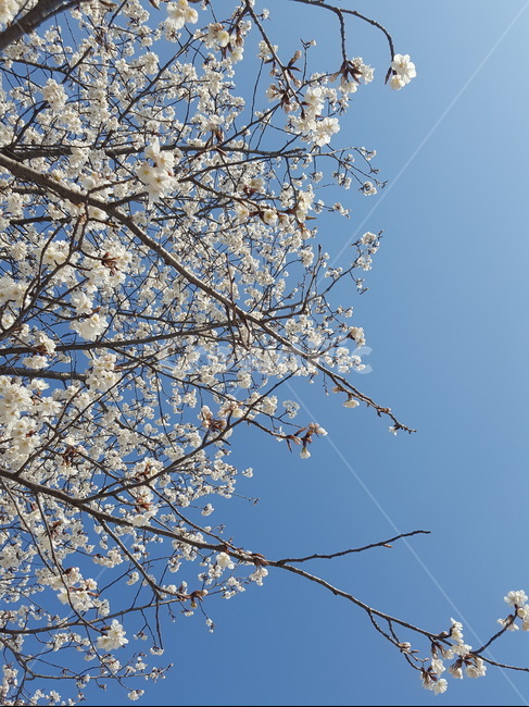 벚꽃,하늘,청량,봄,푸른하늘,풍경,꽃,파란색,cherryblossom,sky,spring,blue,flower,refreshing,landscape