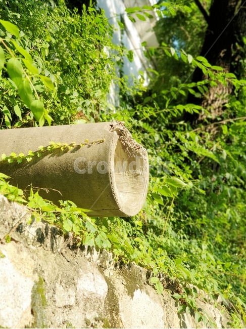 nature,자연,solarrain,햇빛,walking,산책,풀,green,river,강가,대나무,나무,tree