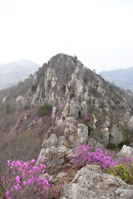 주작산,덕룡산,진달래,풍경,기암,바위,비경,봄풍경,분홍색,진달래꽃,강진,명산,산행,등산,마운틴,자연,풍경,nature,landscape,봄,계절,spring,season,outdoors,옥외