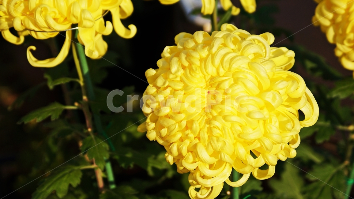 국화,개량국화,꽃축제,꽃길,식물,식물,자연,plants,nature,꽃,flower