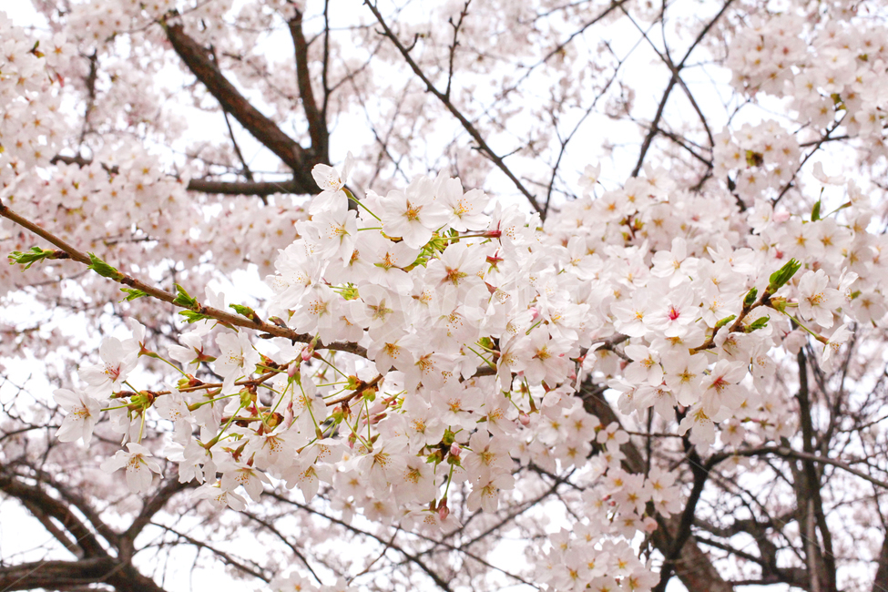벚꽃,plant,식물,flower,꽃,blossom,cherryblossom,사쿠라,봄,spring,자연,nature,나무,나뭇가지,핑크,개화,하늘,sky,wood,봄꽃,분홍,감성,풍경,분홍꽃,핑크꽃,봄,계절,spring,season