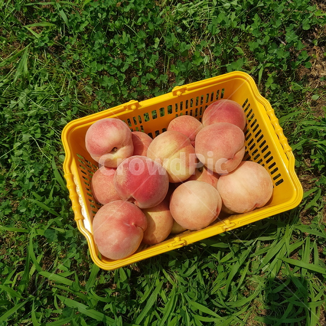 복숭아,과일,여름,제철과일,백도,peach,과수원,바구니