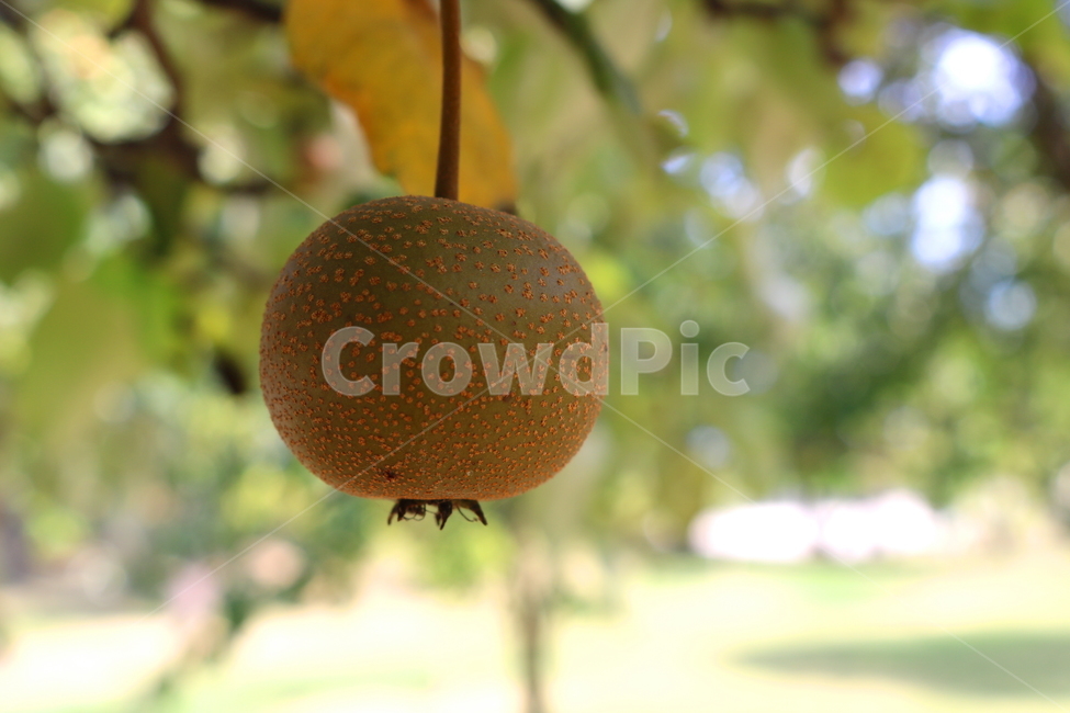 나무,하늘,자연,풍경,식물,여름,배,돌배,과일,식물,자연,plants,nature,과일,열매,fruit