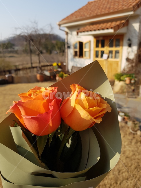plant,식물,blossom,꽃,flower