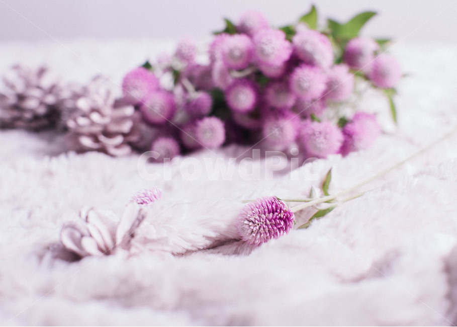 꽃,천일홍,flower,보라색,보라빛,자연,식물,자연,plants,nature,꽃,flower