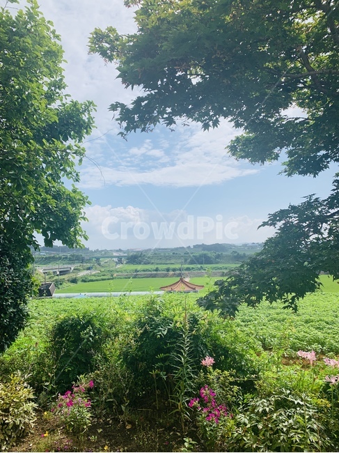 자연,nature,풍경,꽃,flower,기와,푸릇,초록,green,숲,자연,풍경,nature,landscape,outdoors,옥외