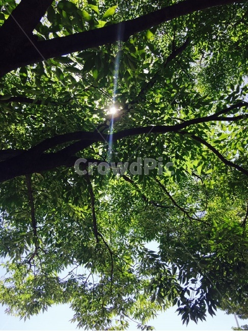 빛,플레어,flare,나무,여름,시원한,그늘,초록,tree