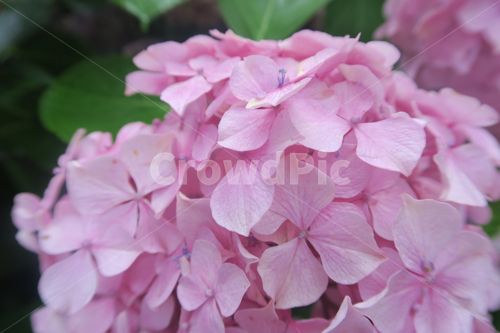 보라색,purple,꽃,수국,flower,수국축제,태종대,봄꽃,봄이미지,봄날,spring,꽃축제,flowers,식물,아름,자연,nature,핑크,pink,분홍색,식물,자연,plants,nature,꽃,flower