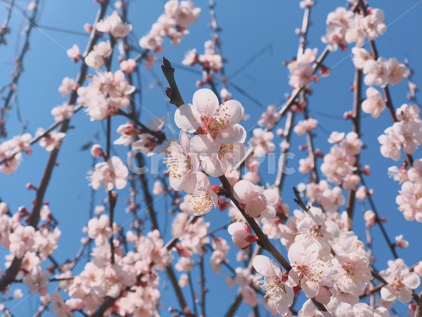봄,계절,매실나무,매화,꽃나무,봄,계절,spring,season,식물,자연,plants,nature,꽃,flower,plant,blossom