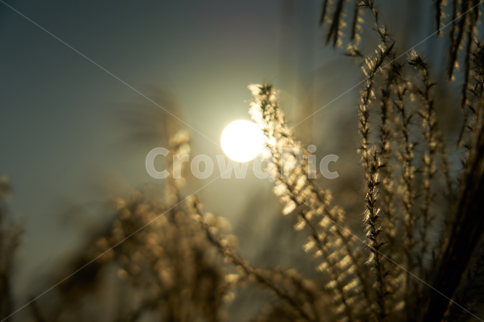 하늘공원,가을,일몰,노을,억새,플레어,태양,빛,식물,햇빛,flare,light,sunlight,grass,plant,가을,계절,fall,autumn,season,잔디