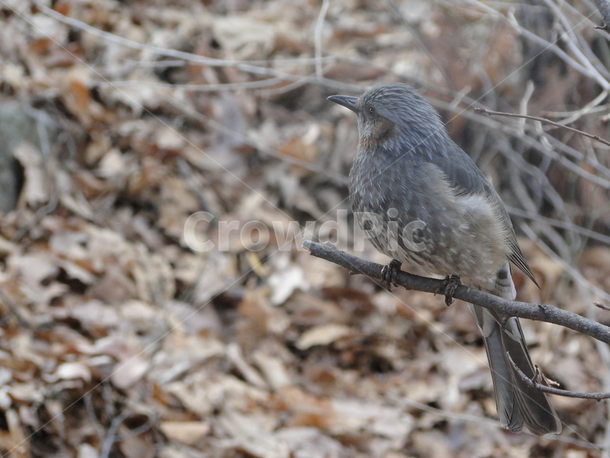 새,참새,동물,bird,animal