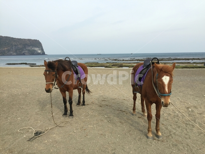제주도,바닷가,말,해변,조랑말,동물,모래,animal,sea,jeju,horse,동물,animal,포유류,mammal