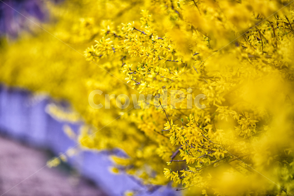 plant,식물,flower,blossom,apiaceae,꽃,forsythia,봄,개나리꽃