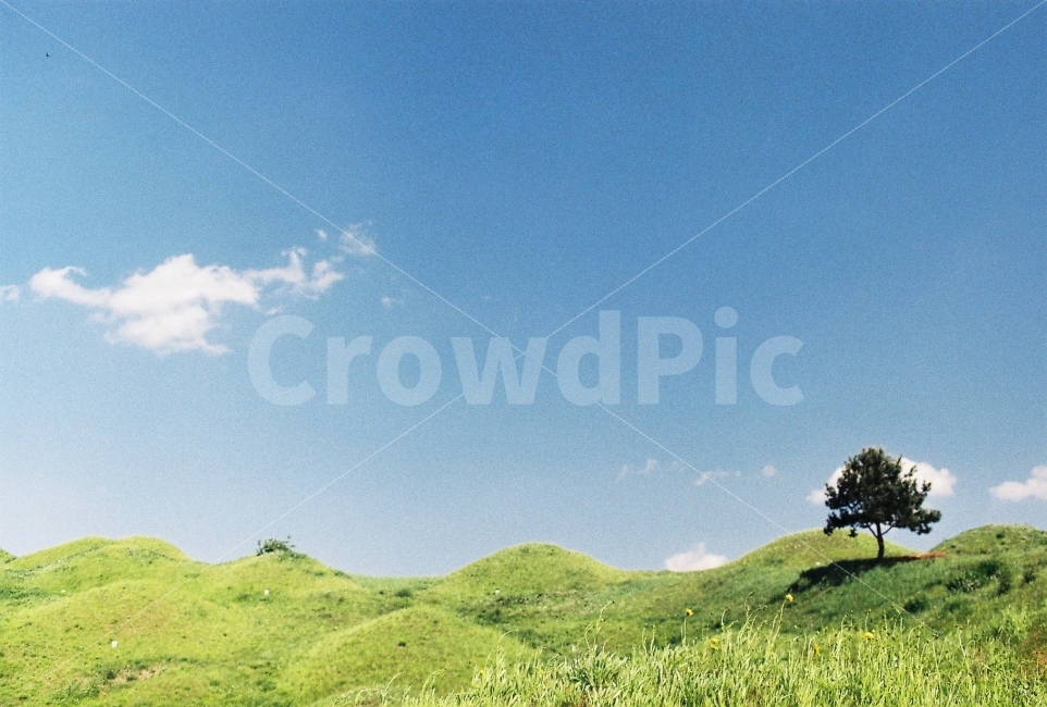 불로동고분군,고분군,고분,불로고분,불로동고분,자연,풍경,nature,landscape,한국전통,한국문화,korean traditional,korean culture,field,들,outdoors,옥외,grassland,목초지