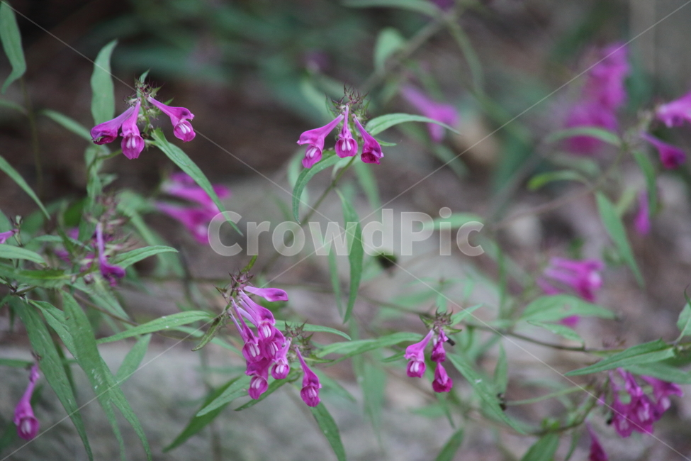 꽃며느리밥풀,꽃며느리바풀,돌꽃며느리밥풀,flower,blossom,식물,자연,plants,nature,꽃,flower