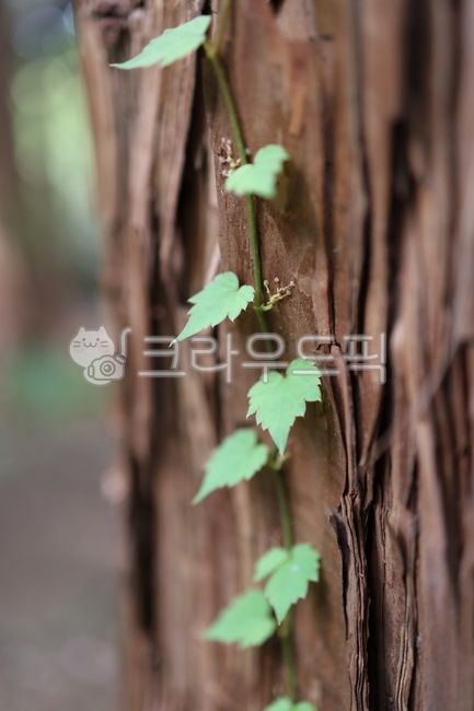 한라산,편백나무,자연,어린잎,식물줄기