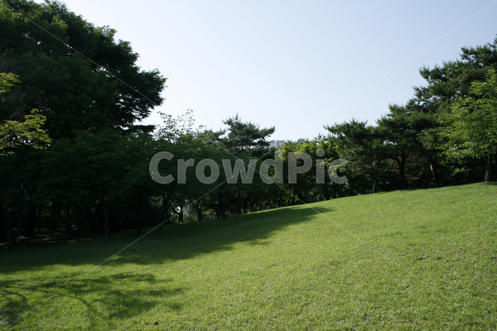 공원,컬러,초록,여름,잔디,나무,숲,자연,풍경,nature,landscape,식물,plants,plant,grass,lawn