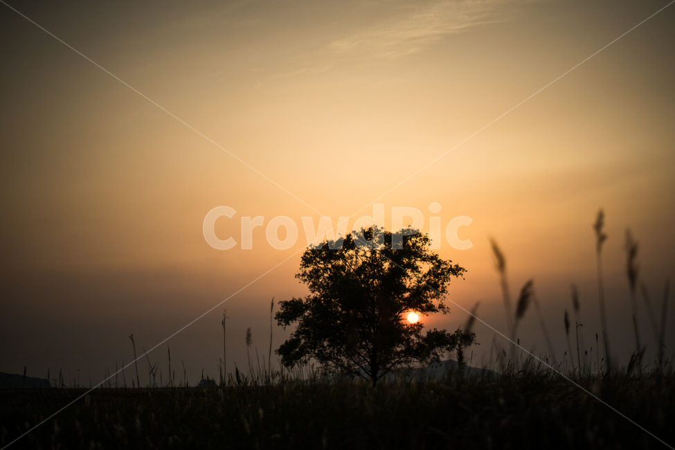 우음도,나무,억새,편안한느낌,flamegrass,일몰,자연,풍경,nature,landscape,식물,plants,나무,trees,wood,outdoors,옥외,sky,하늘