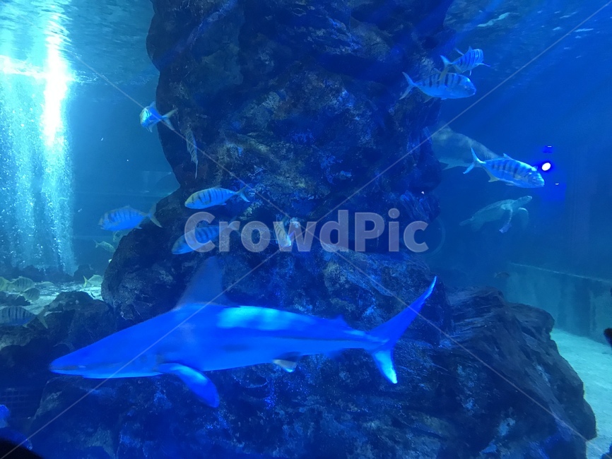 동물,아쿠아리움,수족관,물고기,상어,어류,동물,animal,어류,물고기,fish