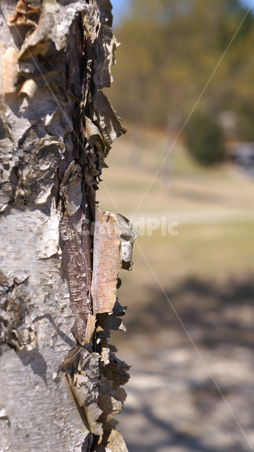 나무,건조,표면,텍스쳐,재질,배경,background,야외,실외,무늬,패턴,texture,자연,확대,갈라짐,세로,껍질,나무,trees,wood