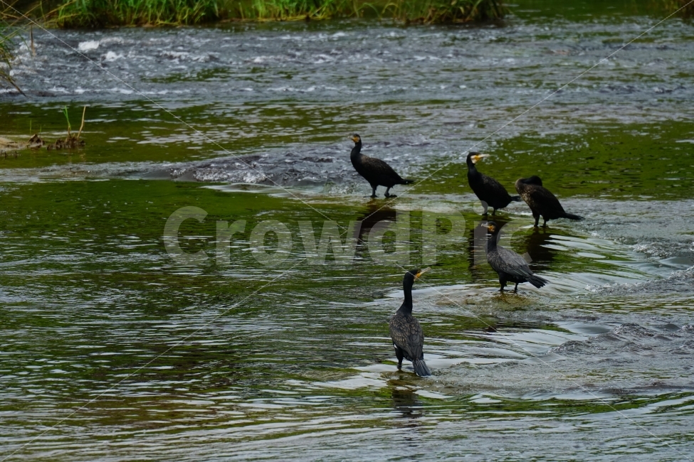 가마우지,철새,새,조류,동물,bird,animal,풍경,자연,nature,landscape,하천,강,river,여름,summer,water,경기도,동두천,birds,여행,travel,감성,감성사진,힐링,힐링사진,경기북부,야생,들새,경치,스냅,스냅사진,스넵,스넵사진,snap,한국의자연,한국풍경,동물,animal,조류,새,birds