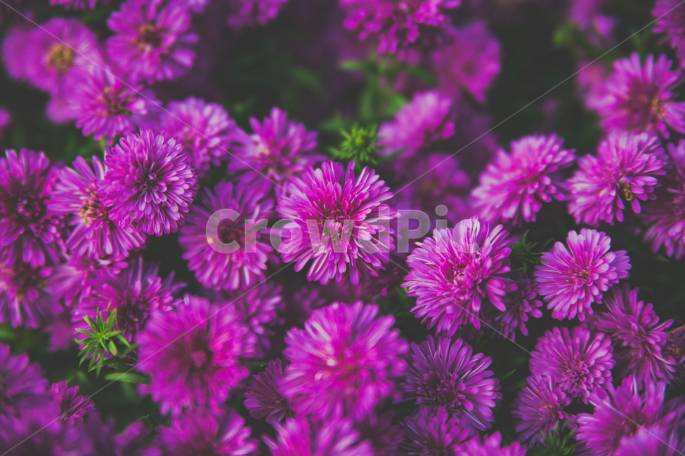 꽃,plant,식물,flower,blossom,국화,식물,자연,plants,nature,꽃,flower